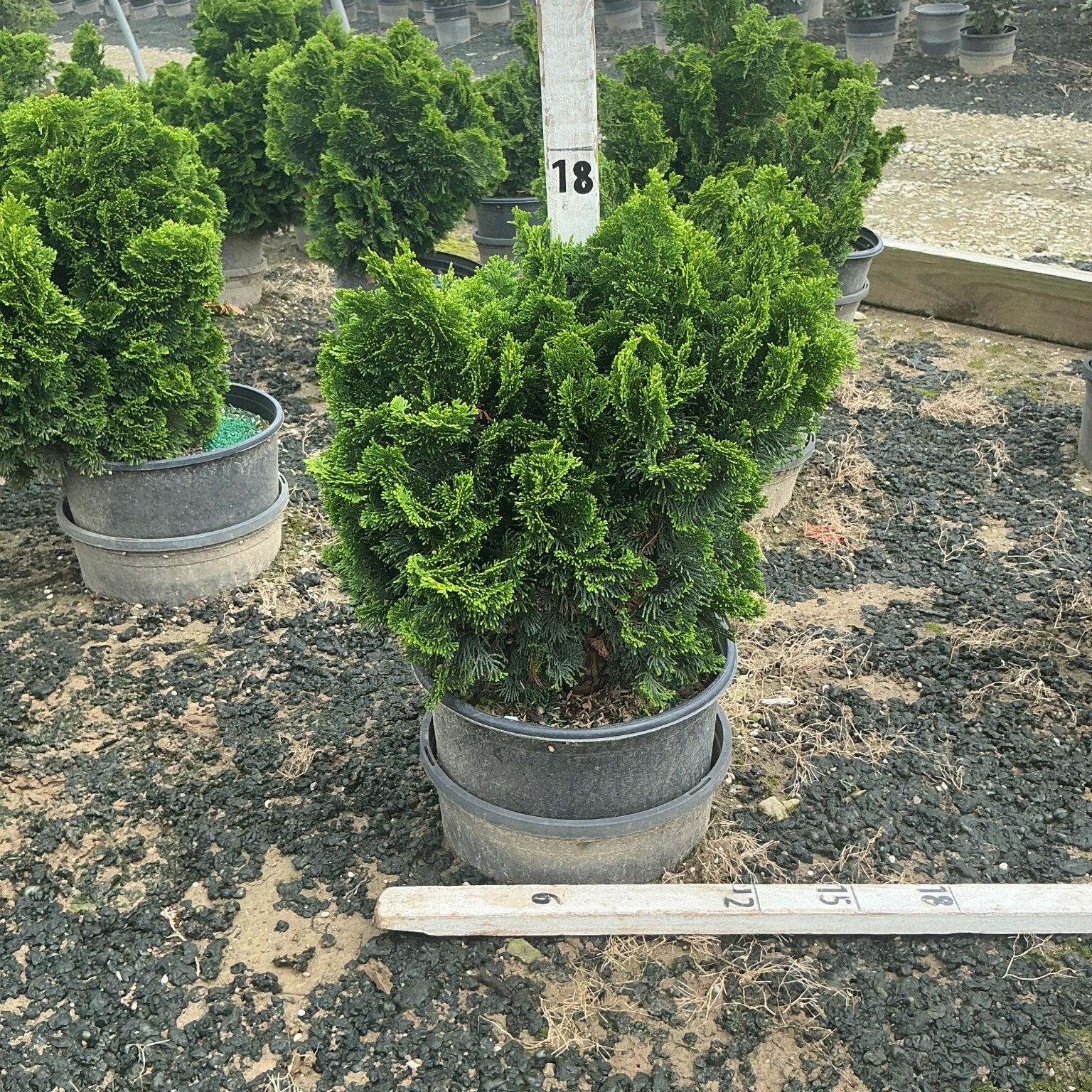 Dwarf Hinoki False Cypress in a #3 container at a nursery, showing its dense, mounding evergreen foliage.
