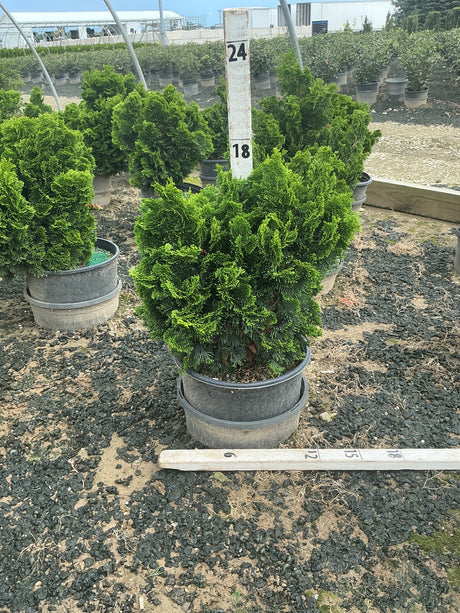Dwarf Hinoki False Cypress in a #3 container at a nursery, showing its dense, mounding evergreen foliage.
