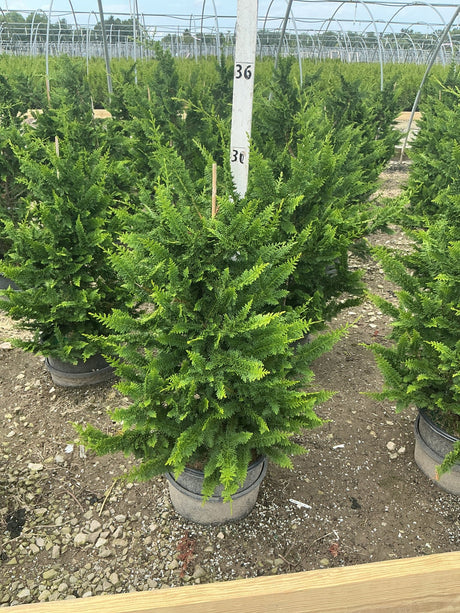 Fernspray Hinoki False Cypress in a #3 container at a nursery, showing dense, lacy green foliage in a full habit.