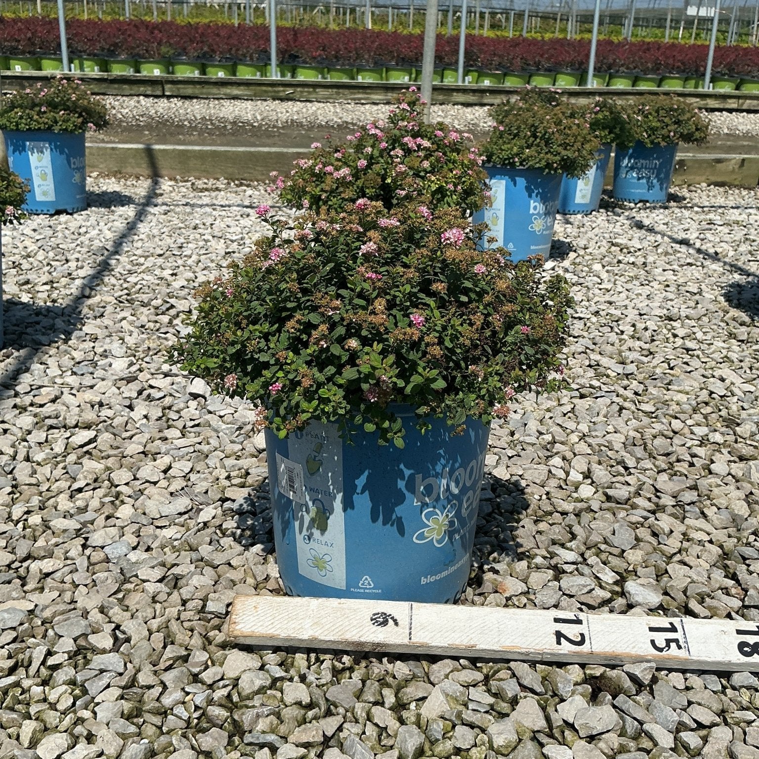Poprocks Petite Spirea shrub covered in pink blooms growing in a blue nursery container on a gravel bed.