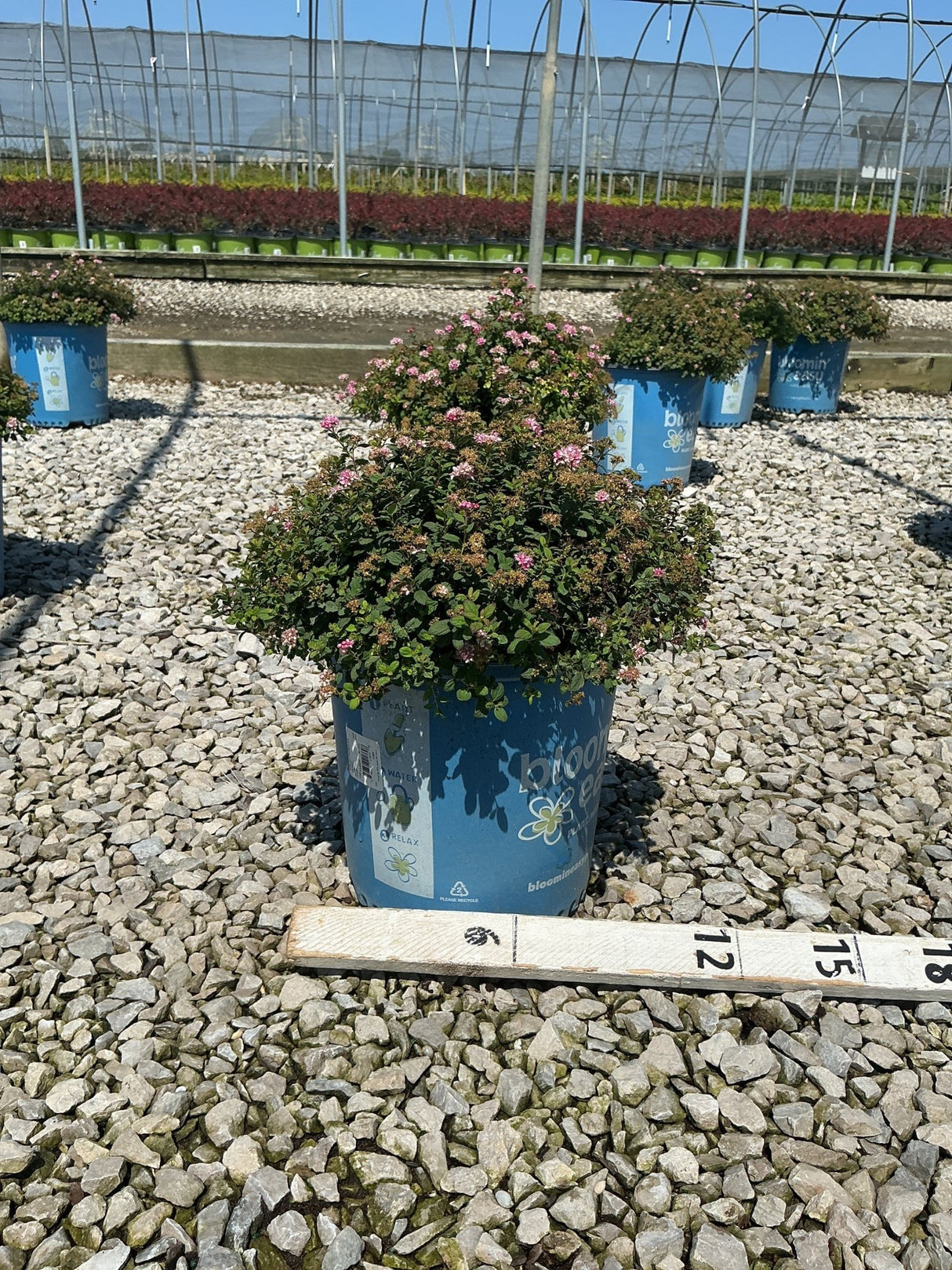 Poprocks Petite Spirea shrub covered in pink blooms growing in a blue nursery container on a gravel bed.