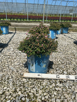 Poprocks Petite Spirea shrub covered in pink blooms growing in a blue nursery container on a gravel bed.