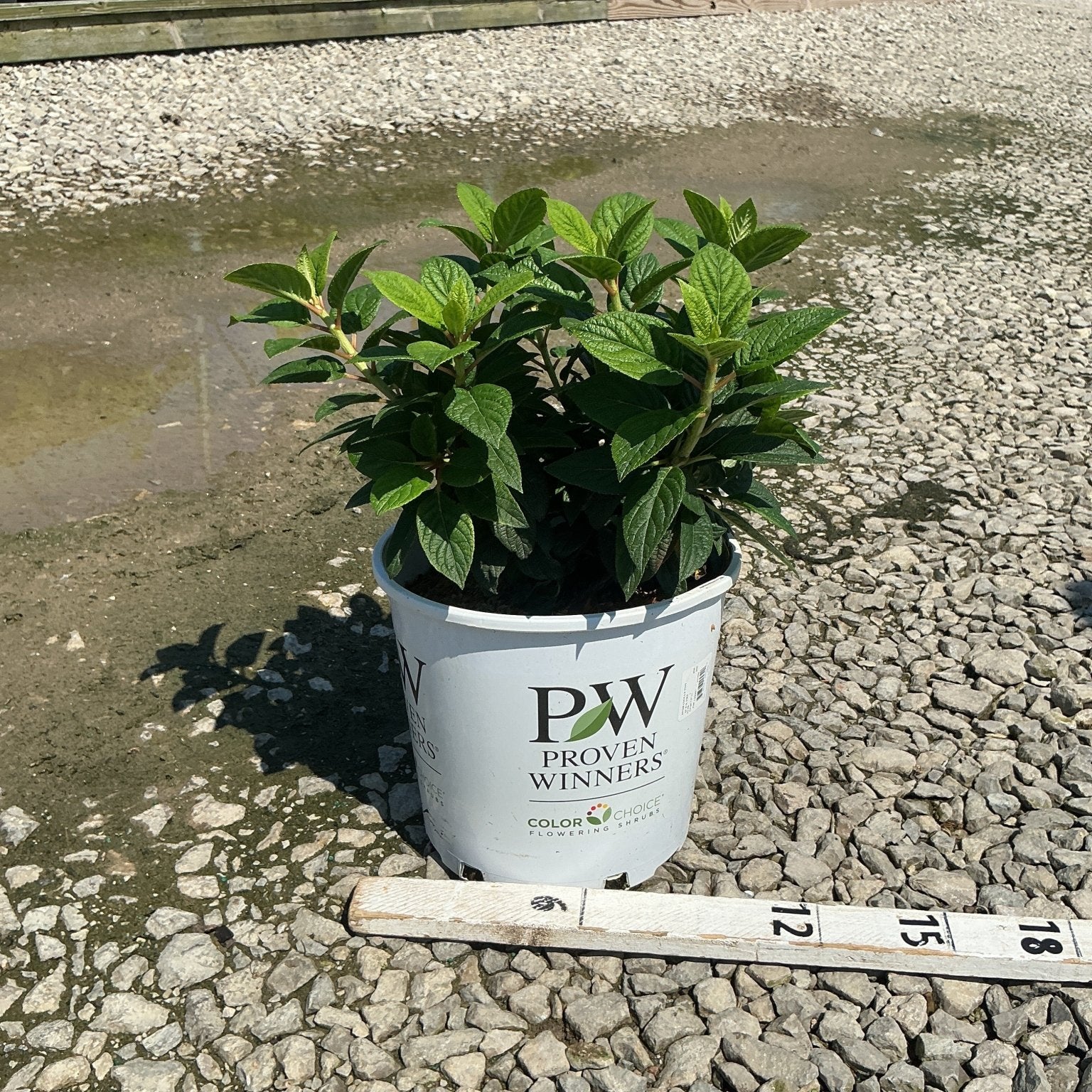 Tiny Quick Fire Panicle Hydrangea in a #2 Proven Winners container shown with a measurement ruler at a nursery.