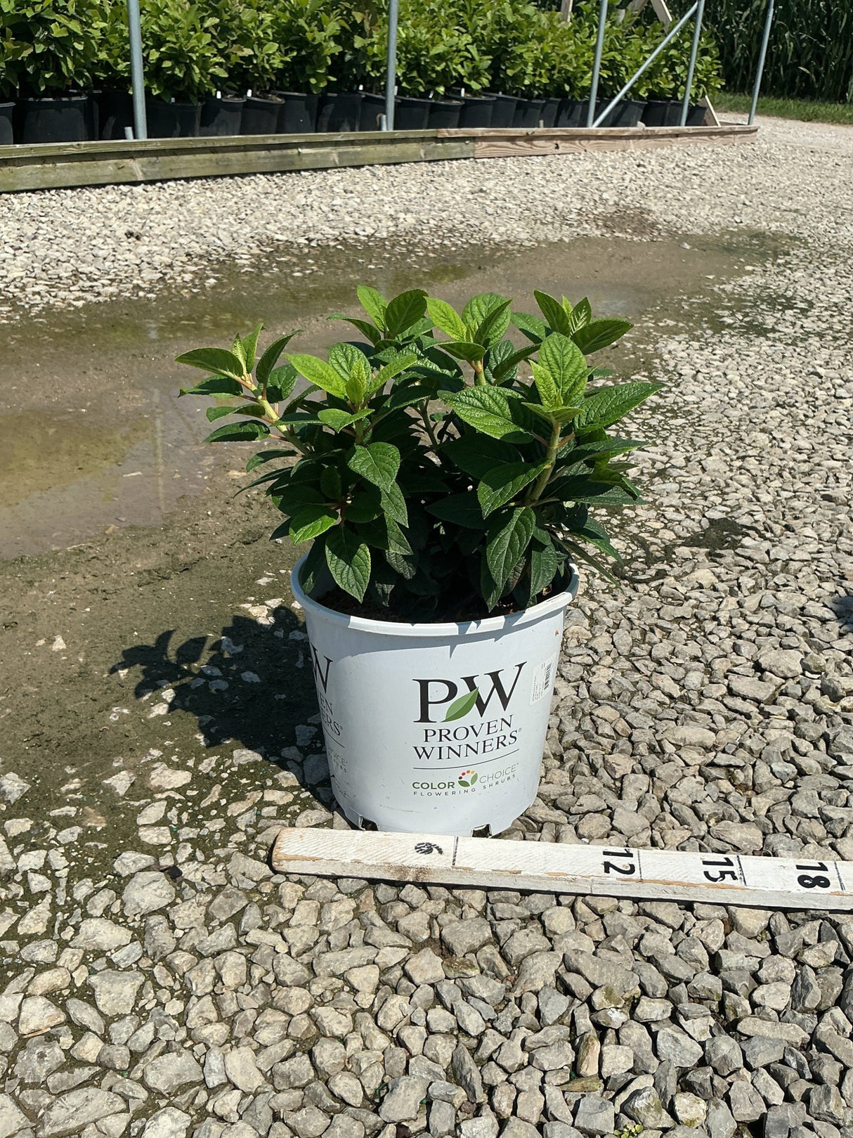 Tiny Quick Fire Panicle Hydrangea in a #2 Proven Winners container shown with a measurement ruler at a nursery.