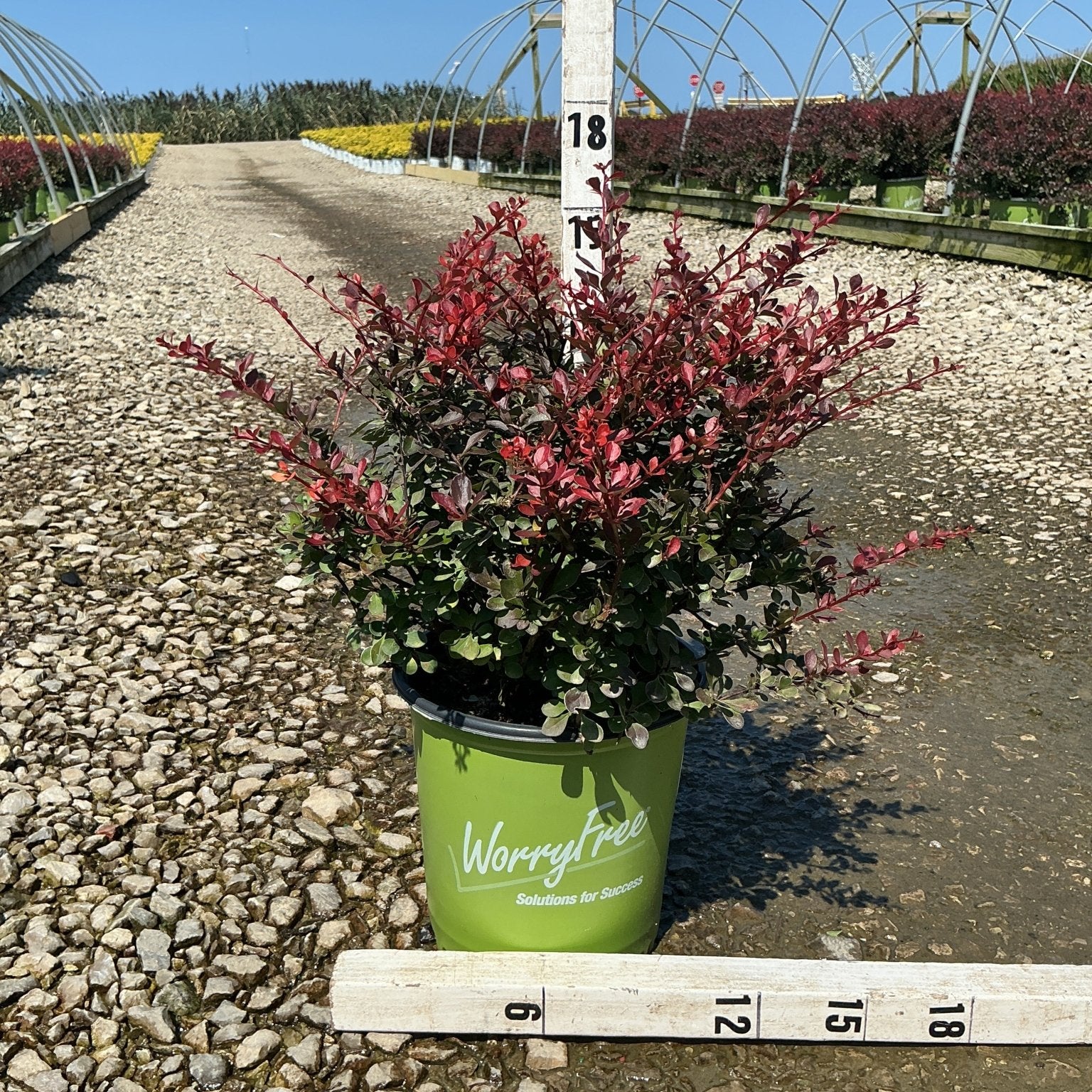 Crimson Cutie Barberry shrub in a green WorryFree container displaying deep red and burgundy foliage at a nursery.