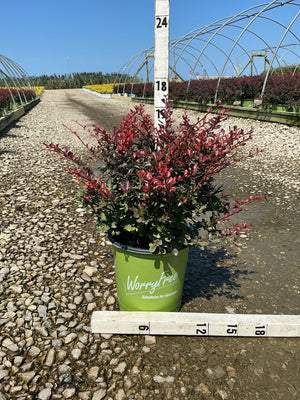 Crimson Cutie Barberry shrub in a green WorryFree container displaying deep red and burgundy foliage at a nursery.