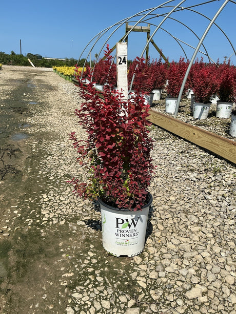 Sunjoy Orange Pillar Barberry shrub in a Proven Winners #2 container displaying deep red foliage at a nursery growing facility.