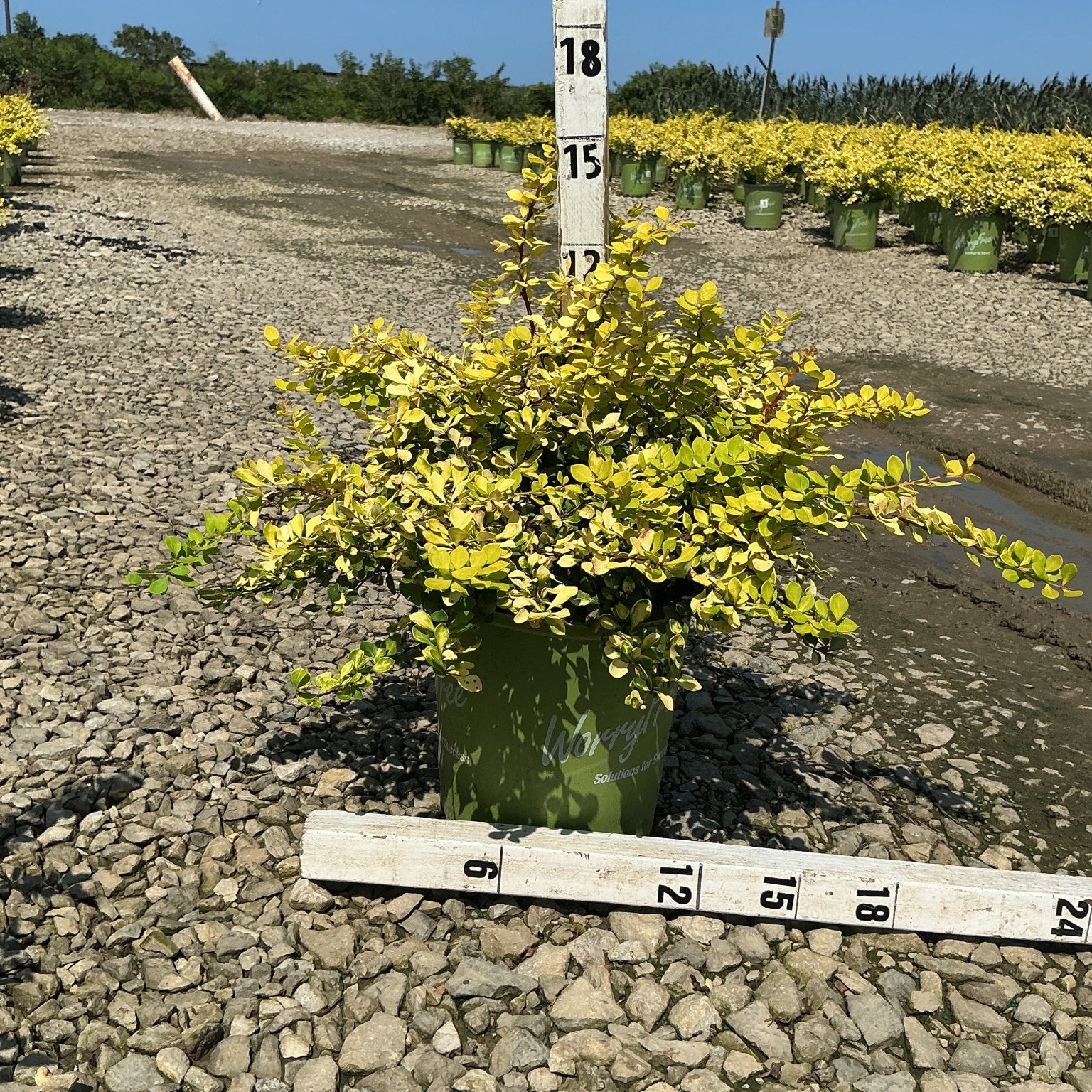Lemon Glow Barberry shrub in a #2 container showing bright golden-yellow foliage, measured against a nursery height stake.