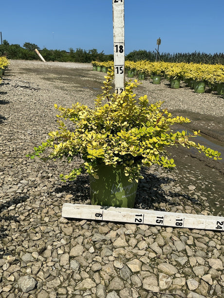 Lemon Glow Barberry shrub in a #2 container showing bright golden-yellow foliage, measured against a nursery height stake.
