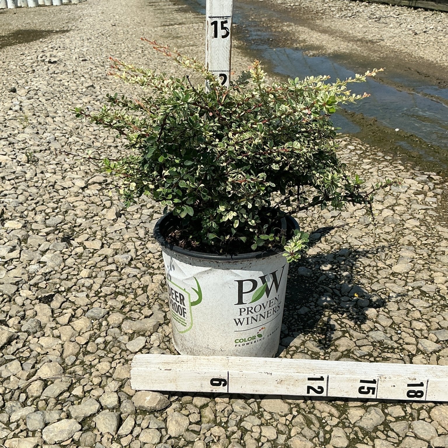 Sunjoy Sequins Japanese Barberry shrub in a #2 Proven Winners container measured against a ruler at a nursery.