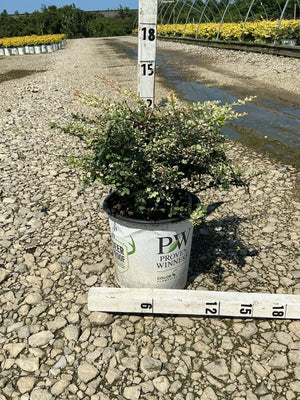 Sunjoy Sequins Japanese Barberry shrub in a #2 Proven Winners container measured against a ruler at a nursery.
