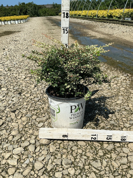 Sunjoy Sequins Japanese Barberry shrub in a #2 Proven Winners container measured against a ruler at a nursery.