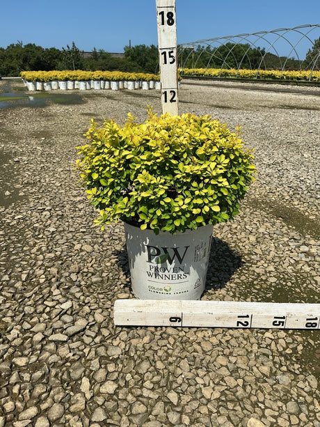 Sunjoy Mini Saffron Barberry in a Proven Winners #2 container, showing compact mounded habit with bright golden-green foliage.