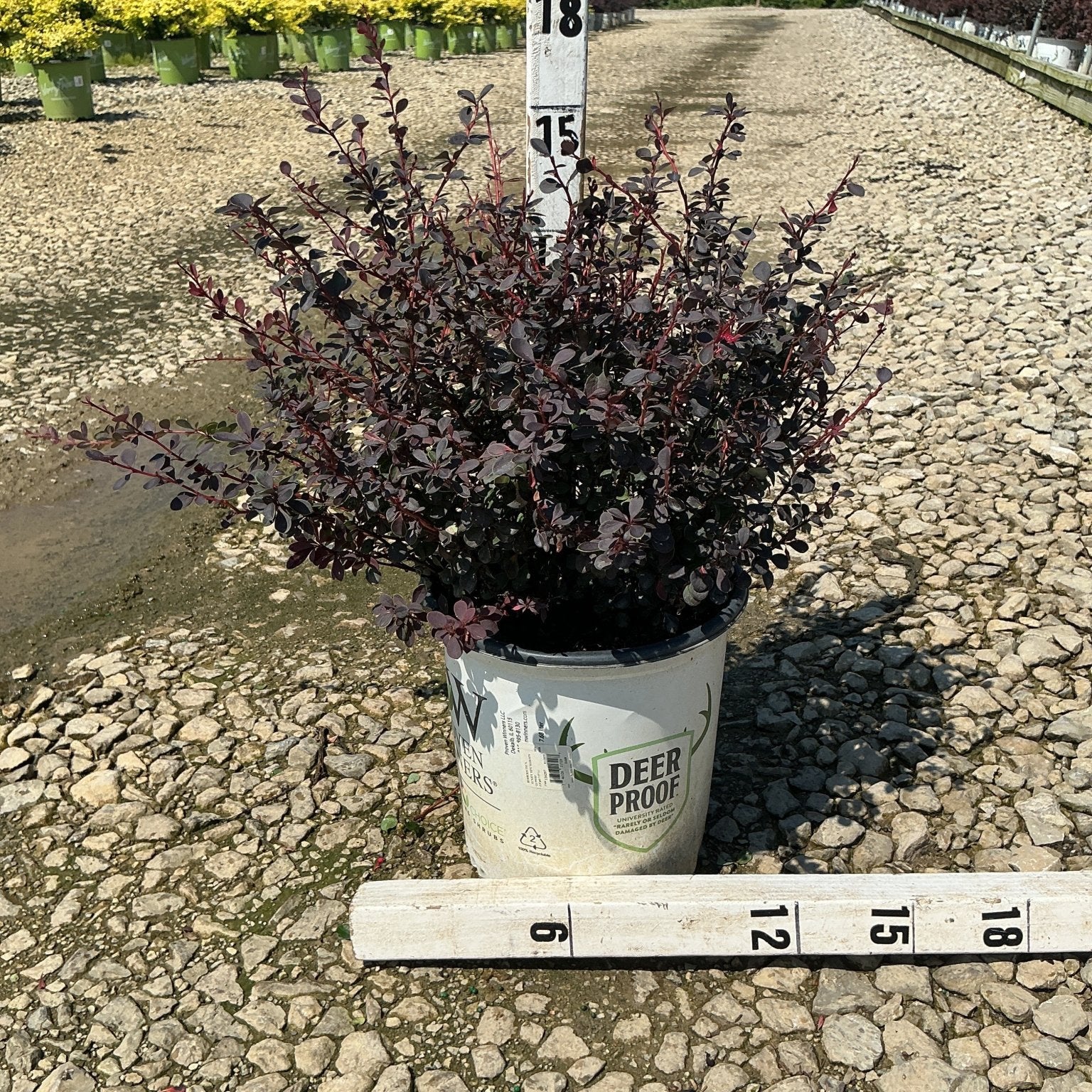 Sunjoy Mini Maroon Barberry shrub with deep burgundy foliage in a #2 nursery container, shown against a gravel nursery bed.