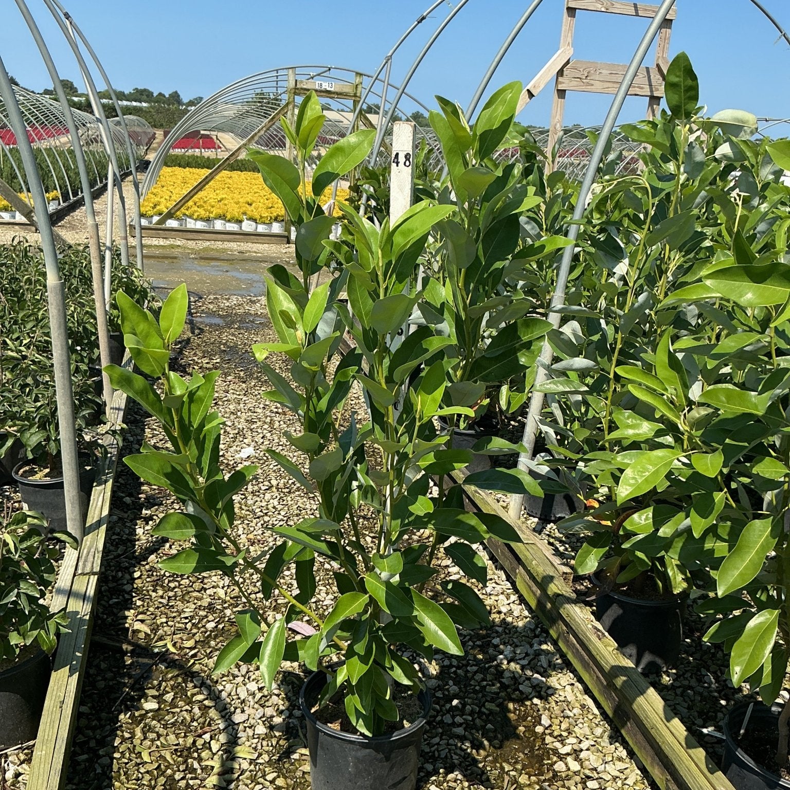 Moonglow Sweet Bay Magnolia tree in a #3 nursery container with glossy green foliage at a greenhouse growing facility.