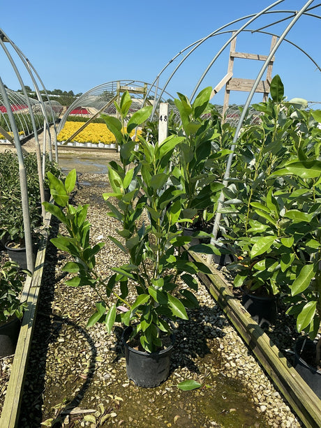 Moonglow Sweet Bay Magnolia tree in a #3 nursery container with glossy green foliage at a greenhouse growing facility.