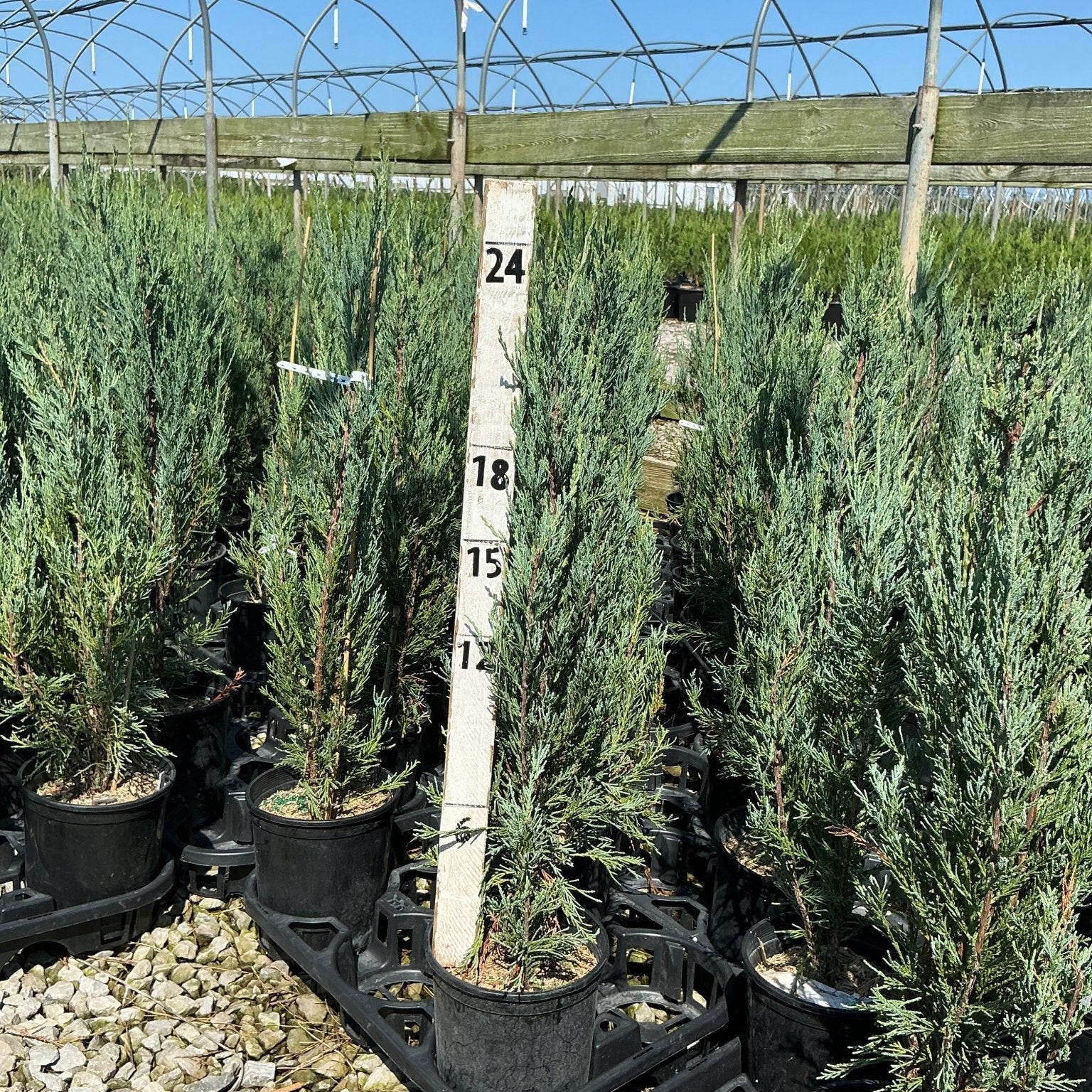 Skyrocket Juniper trees in black nursery containers at a greenhouse, measured against a height marker showing 18 to 24 inches.