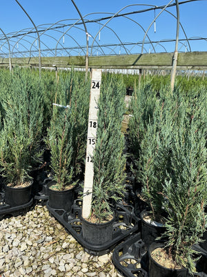 Skyrocket Juniper trees in black nursery containers at a greenhouse, measured against a height marker showing 18 to 24 inches.