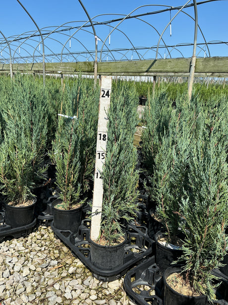 Skyrocket Juniper trees in black nursery containers at a greenhouse, measured against a height marker showing 18 to 24 inches.