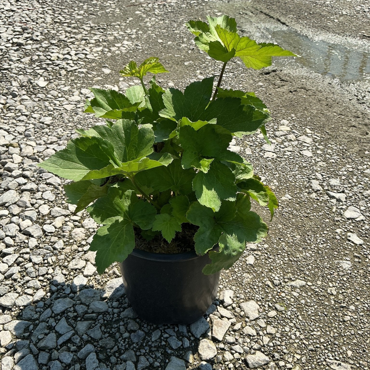 September Charm Japanese Anemone in a #1 black nursery container, showing lush green lobed foliage on a gravel surface.