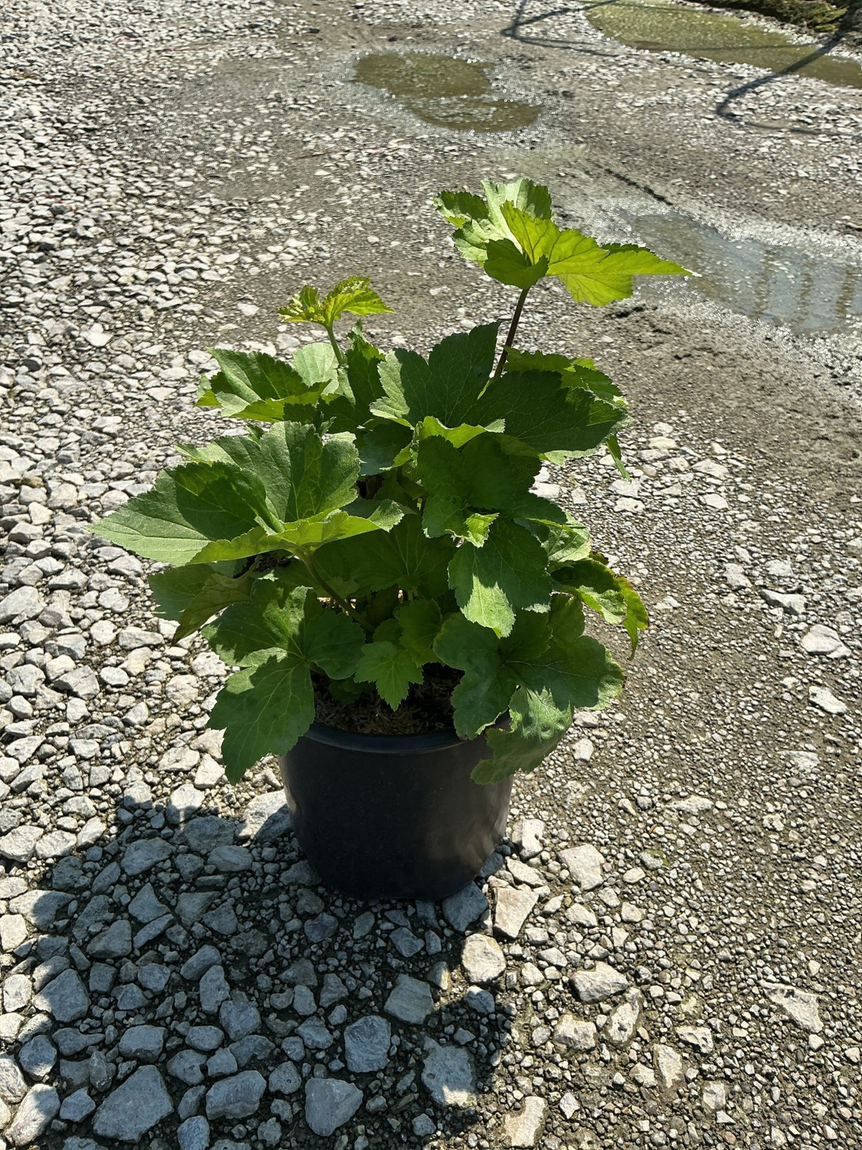 September Charm Japanese Anemone in a #1 black nursery container, showing lush green lobed foliage on a gravel surface.