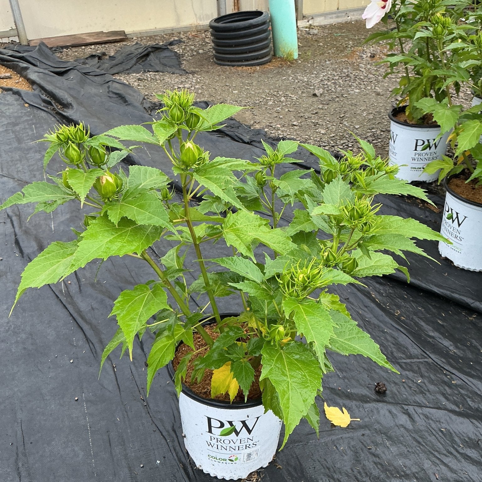 Summerific Ballet Slippers Rose of Sharon in a #2 Proven Winners container with multiple green flower buds forming.