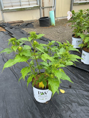Summerific Ballet Slippers Rose of Sharon in a #2 Proven Winners container with multiple green flower buds forming.