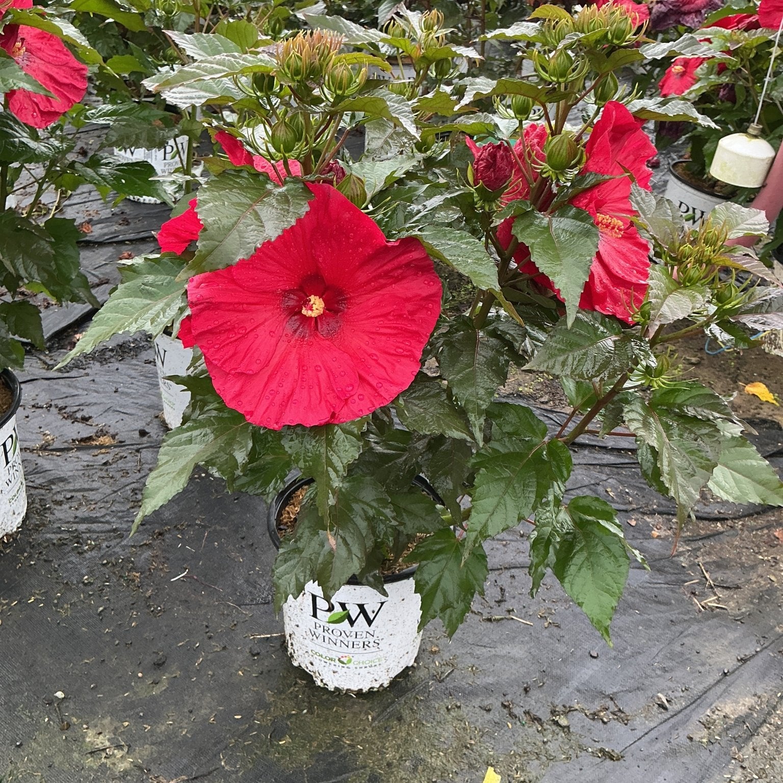 Summerific Valentine's Crush Hardy Hibiscus in a #2 Proven Winners container with large red blooms and multiple buds.