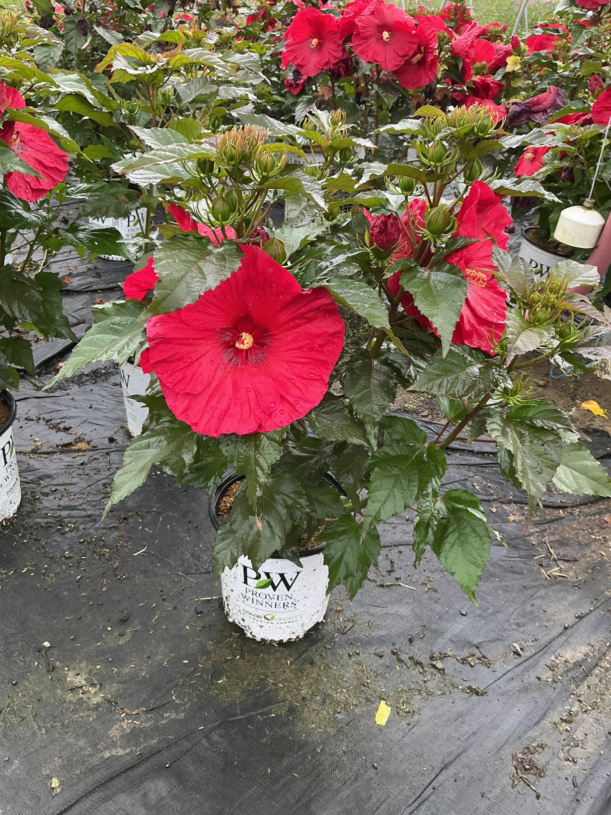Summerific Valentine's Crush Hardy Hibiscus in a #2 Proven Winners container with large red blooms and multiple buds.