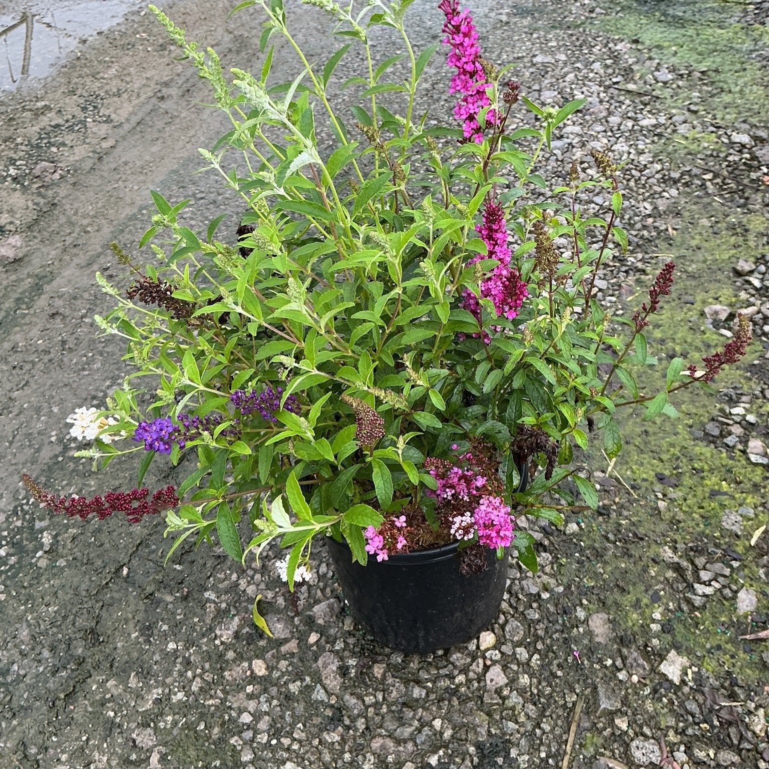 Perfecta Trifecta Butterfly Bush in a black nursery container showing pink, purple, and white blooms on lush green foliage.