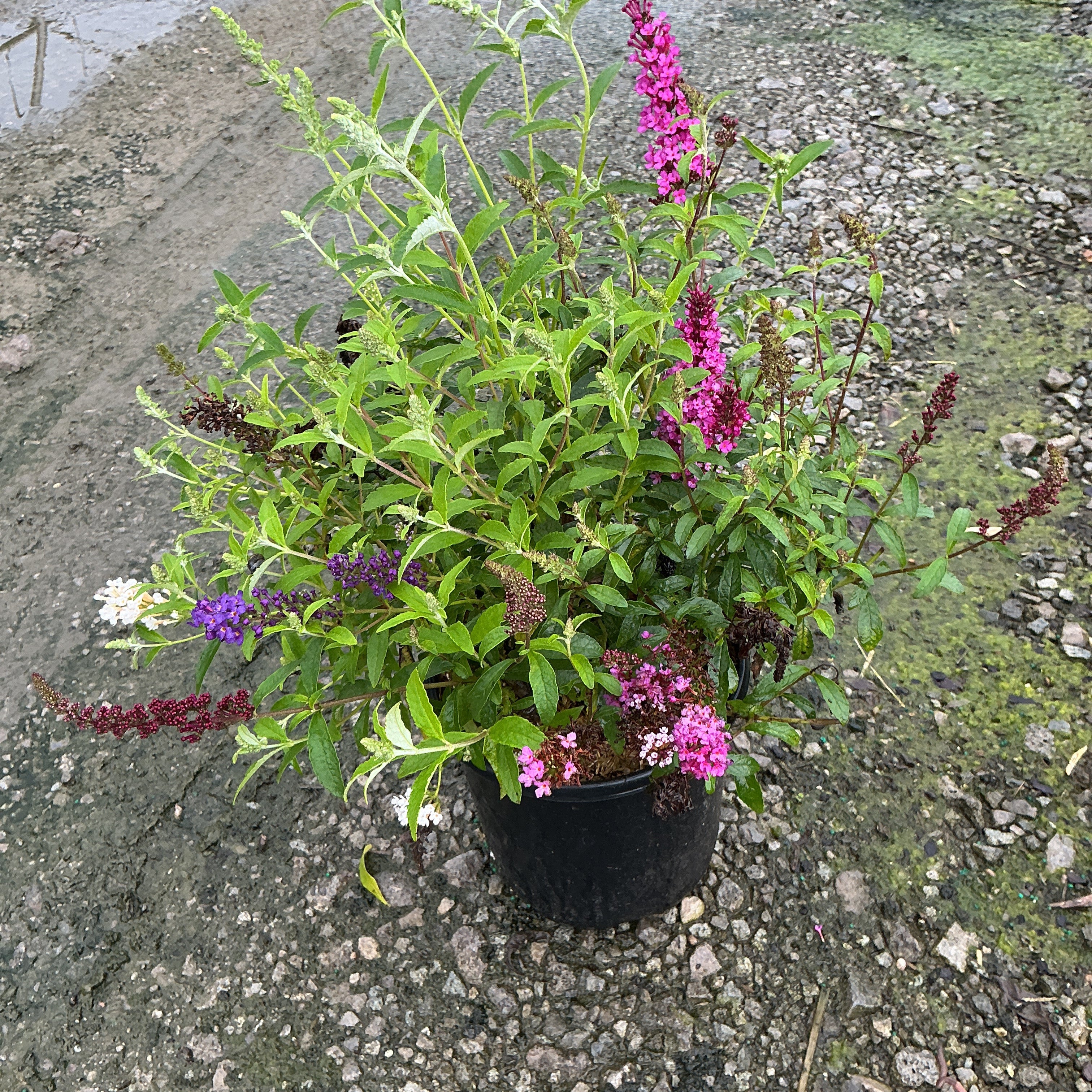 Perfecta Trifecta Butterfly Bush in a black nursery container showing pink, purple, and white blooms on lush green foliage.