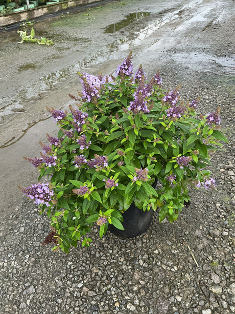 Butterfly Candy Lil' Lavender Butterfly Bush in a black nursery pot, covered in purple flower spikes and green foliage.
