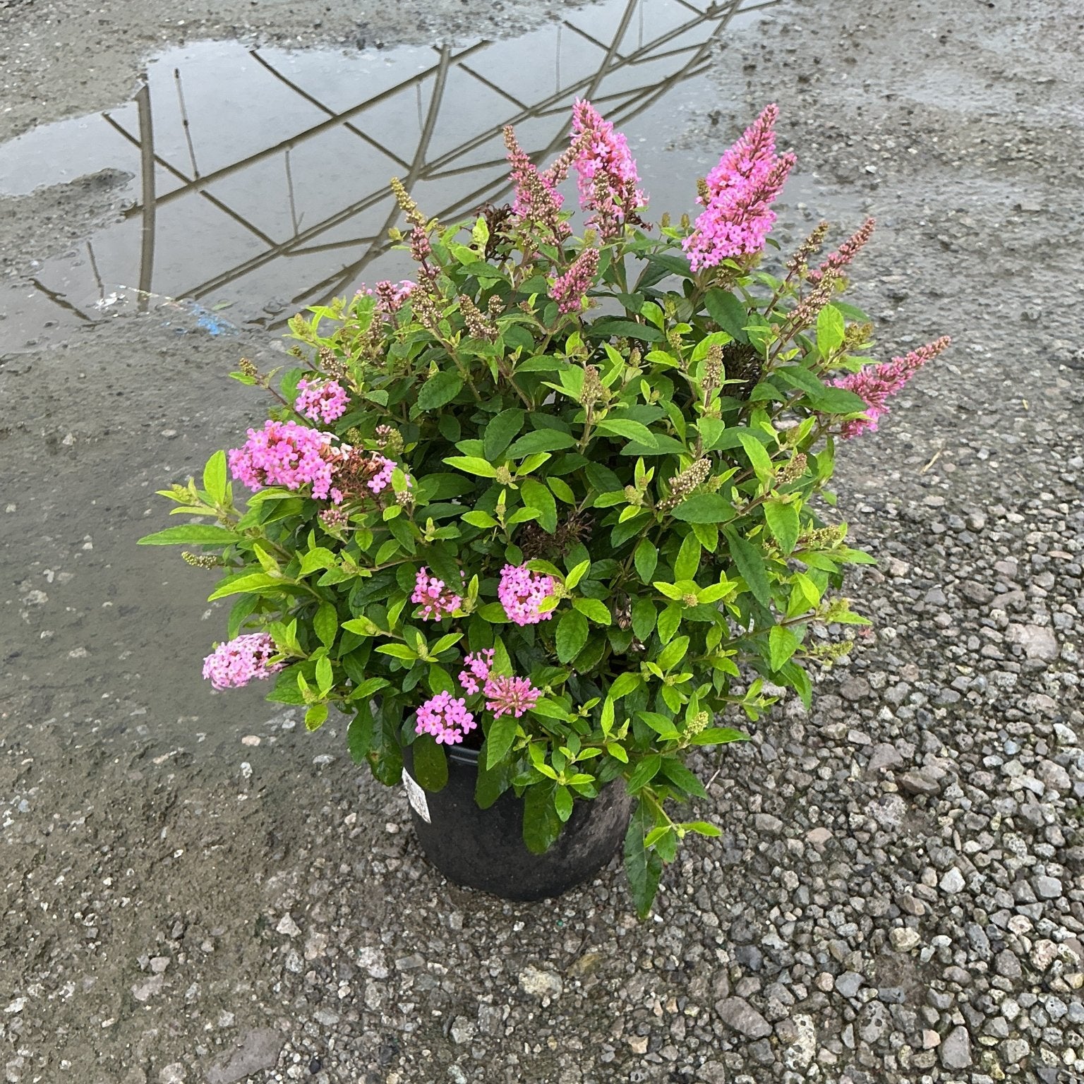 Butterfly Candy Lil' Taffy butterfly bush in a #1 container with bright pink blooms and green foliage on a rainy day.
