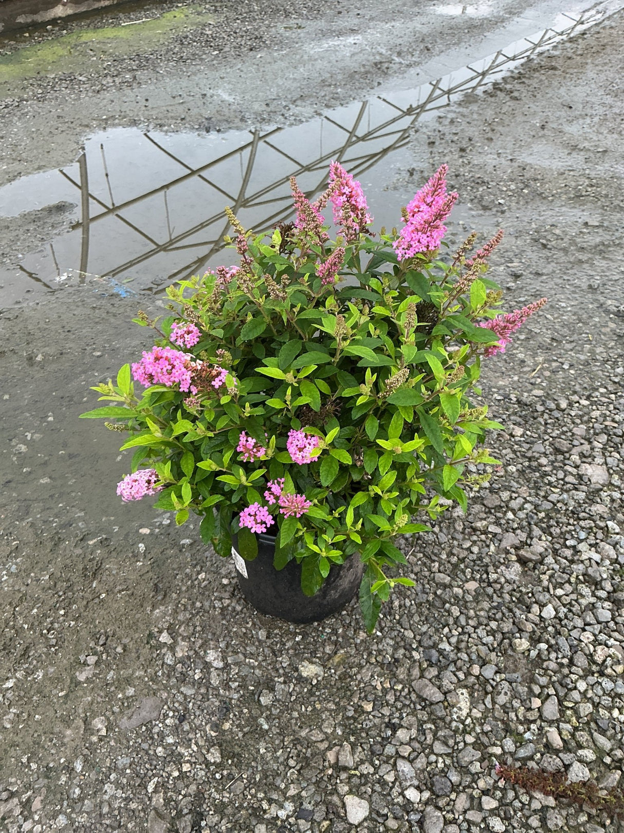 Butterfly Candy Lil' Taffy butterfly bush in a #1 container with bright pink blooms and green foliage on a rainy day.