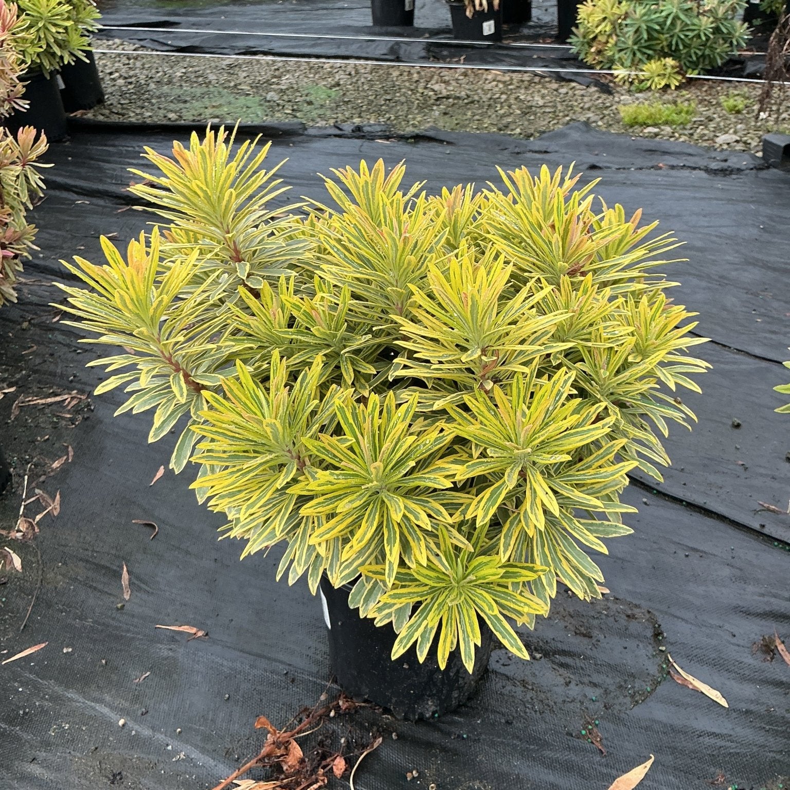 Ascot Rainbow Spurge in a black nursery container showing variegated yellow-green and cream foliage in a compact mounding habit.