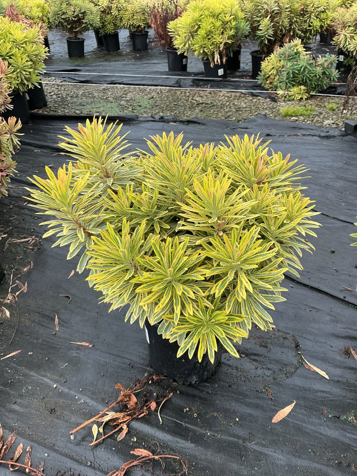 Ascot Rainbow Spurge in a black nursery container showing variegated yellow-green and cream foliage in a compact mounding habit.