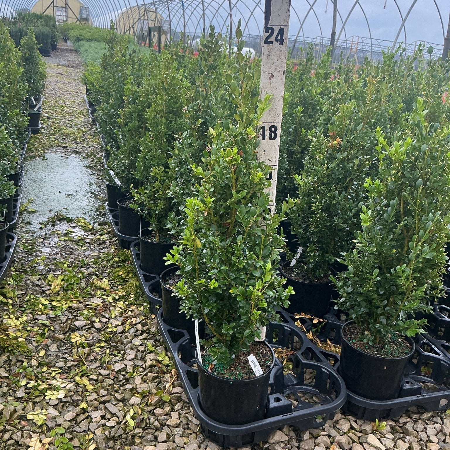 Rows of Green Mountain Boxwood shrubs in black nursery containers inside a greenhouse, showing dense upright green foliage.