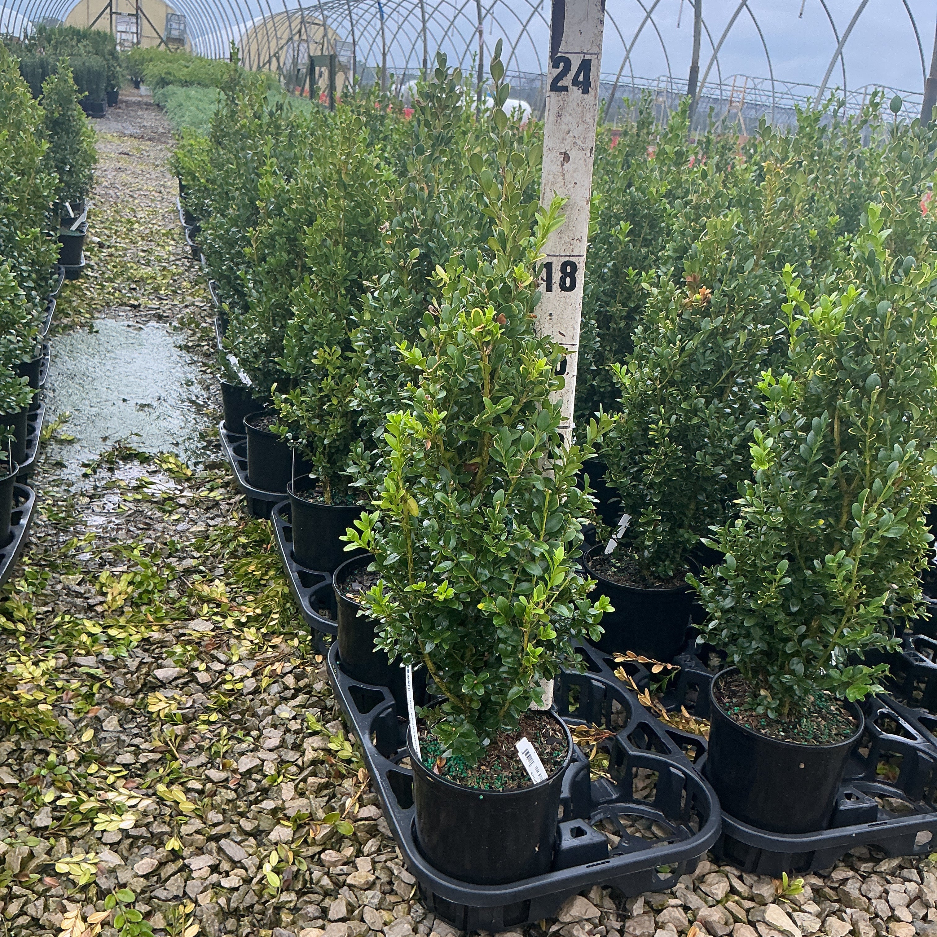 Rows of Green Mountain Boxwood shrubs in black nursery containers inside a greenhouse, showing dense upright green foliage.