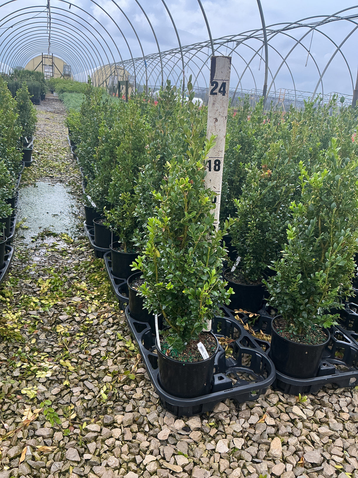 Rows of Green Mountain Boxwood shrubs in black nursery containers inside a greenhouse, showing dense upright green foliage.
