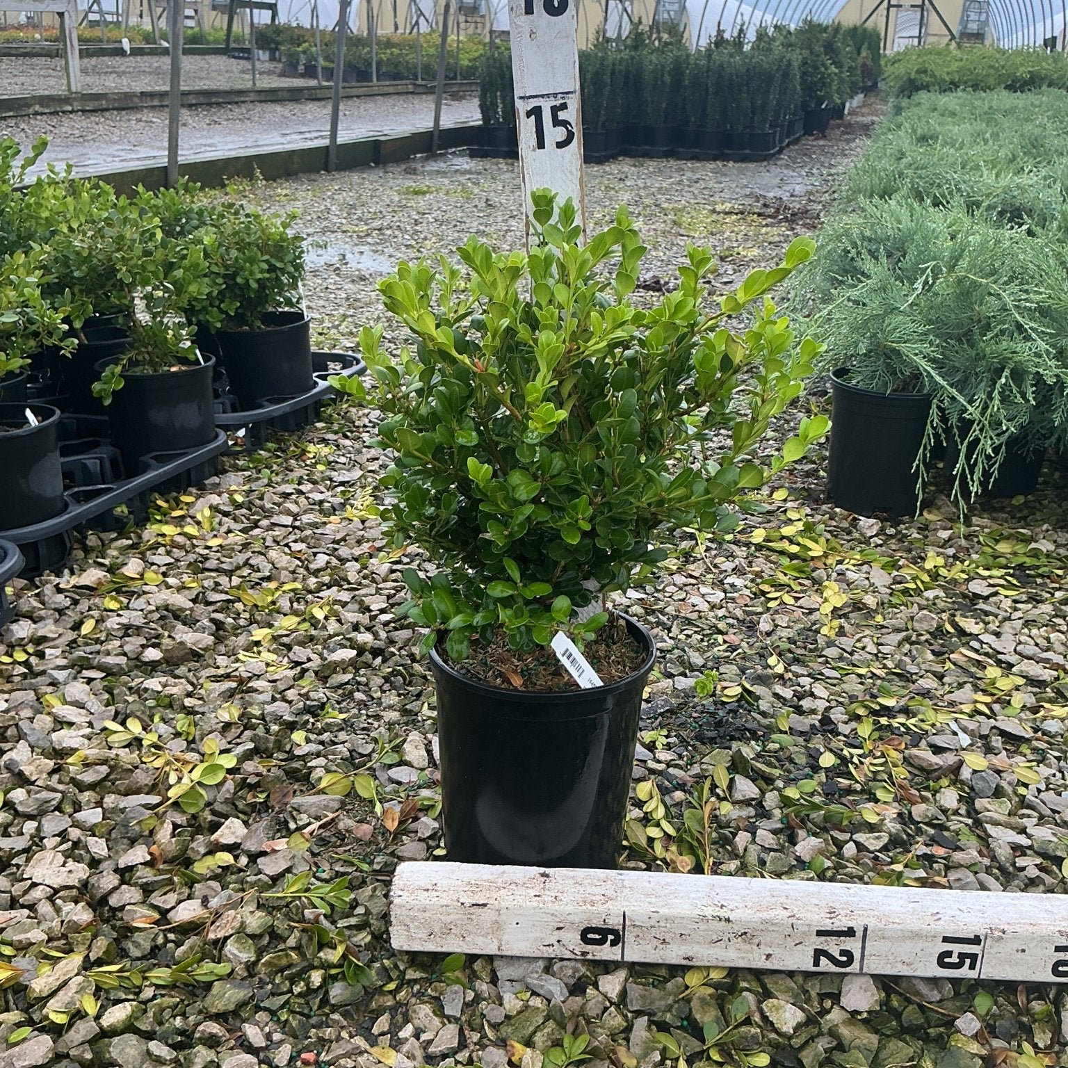 Winter Gem Boxwood shrub in a #1 container displayed at a nursery, showing dense bright green foliage.