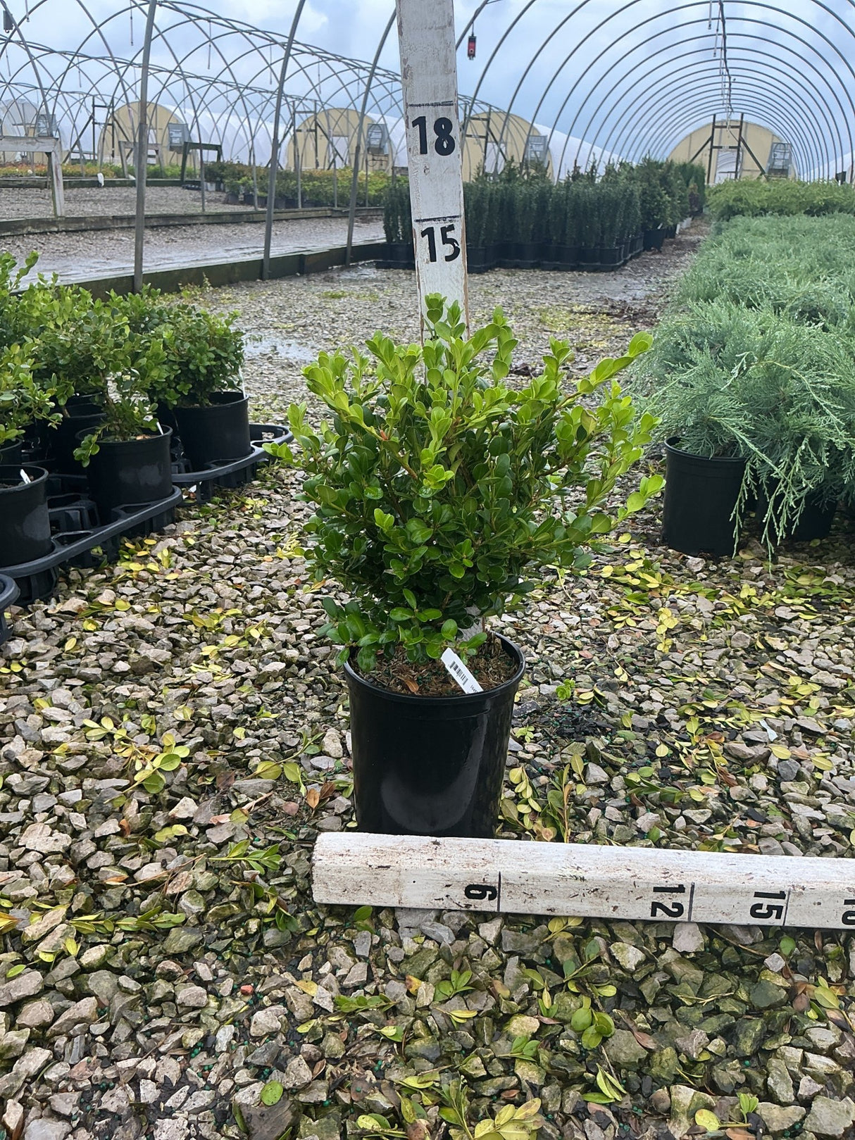 Winter Gem Boxwood shrub in a #1 container displayed at a nursery, showing dense bright green foliage.
