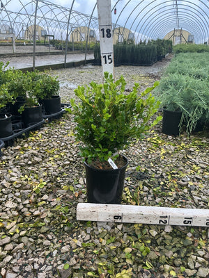 Winter Gem Boxwood shrub in a #1 container displayed at a nursery, showing dense bright green foliage.
