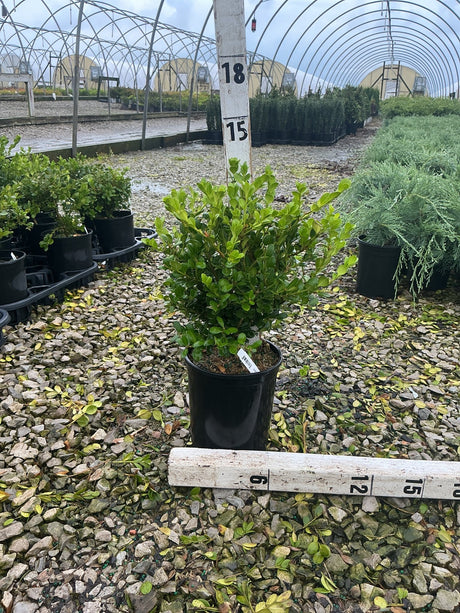 Winter Gem Boxwood shrub in a #1 container displayed at a nursery, showing dense bright green foliage.