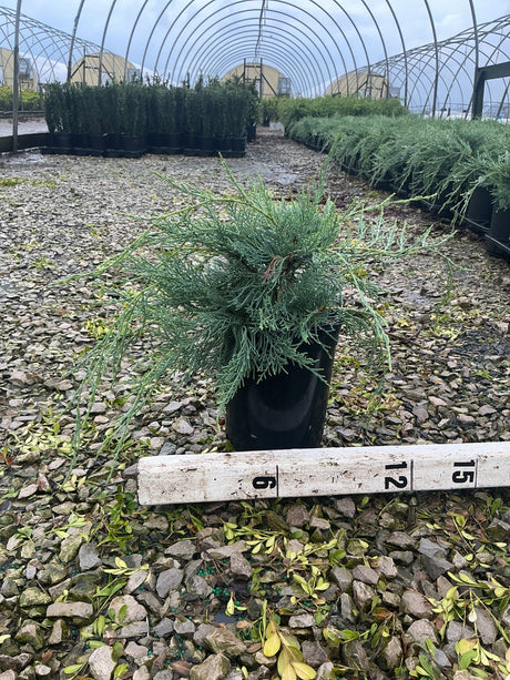 Grey Owl Juniper in a #1 container with soft blue-green spreading foliage, shown with a ruler for scale in a nursery greenhouse.
