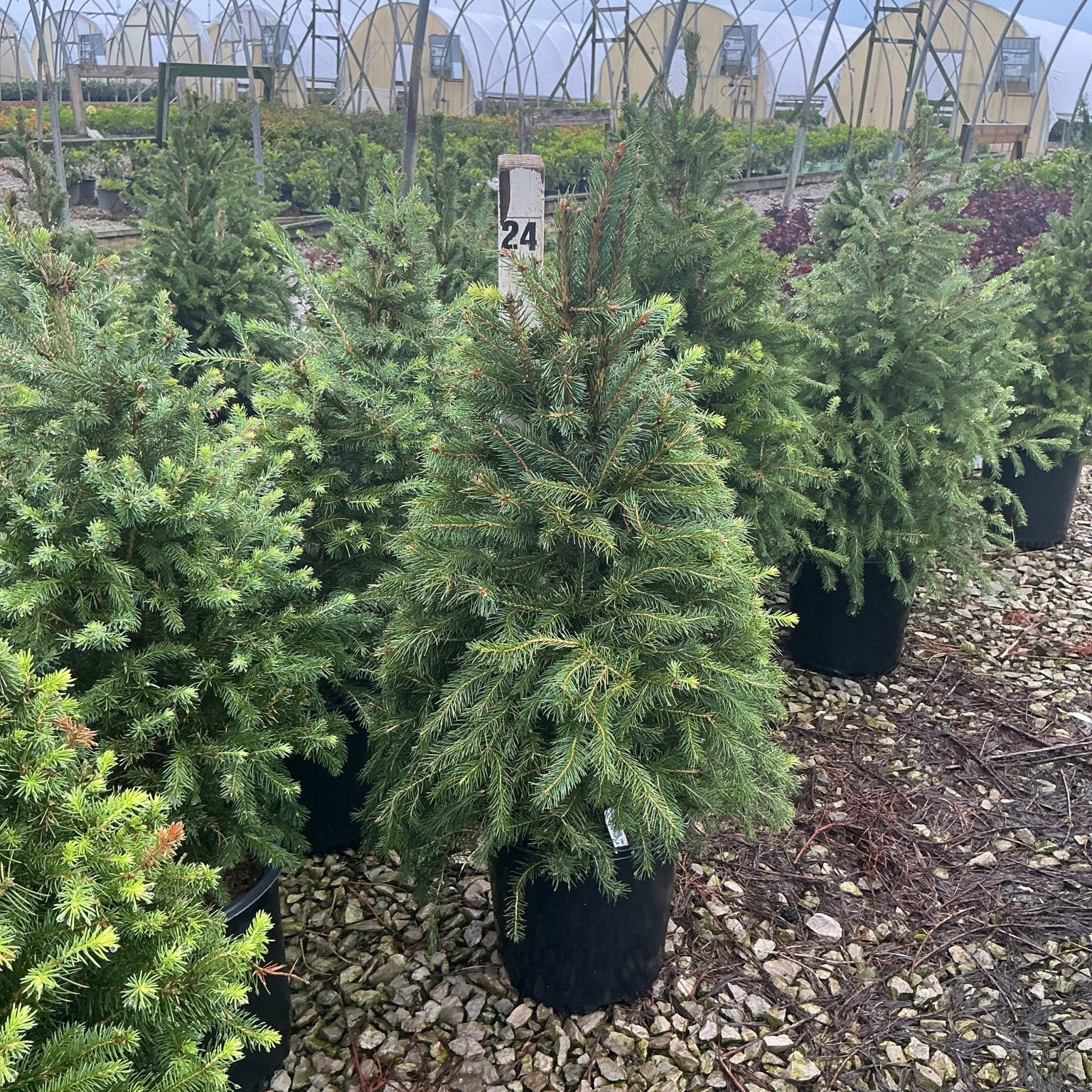 Norway Spruce trees in black nursery containers displayed on gravel at a greenhouse growing facility.