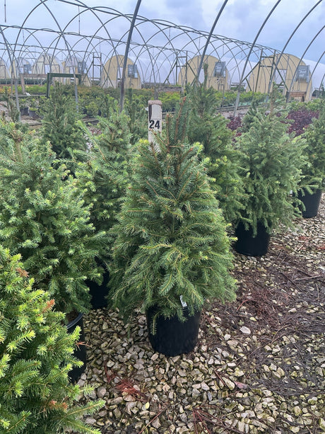 Norway Spruce trees in black nursery containers displayed on gravel at a greenhouse growing facility.