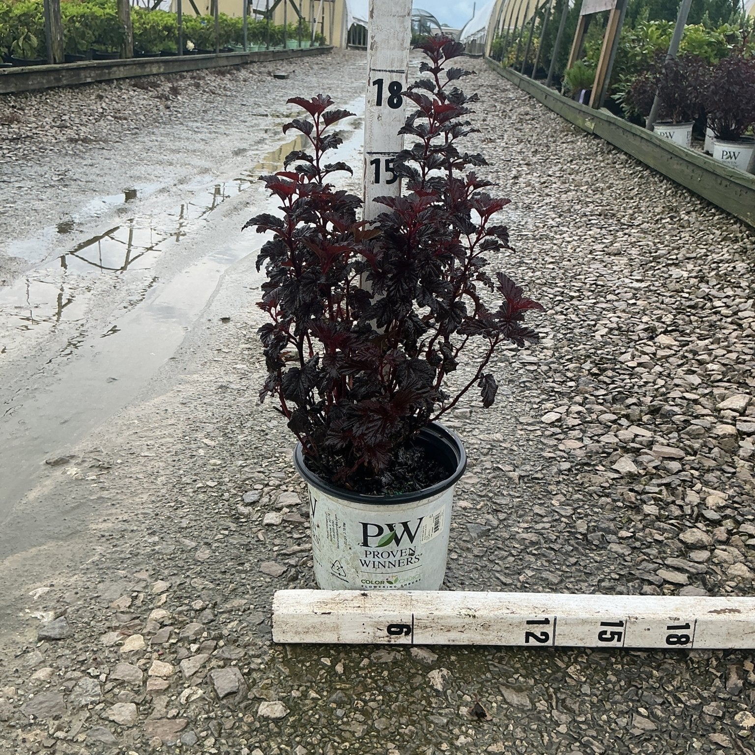 Summer Wine Black Ninebark shrub in a Proven Winners #1 container, showing deep burgundy foliage, measured at approximately 18 inches tall.