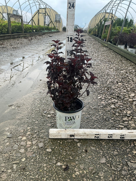 Summer Wine Black Ninebark shrub in a Proven Winners #1 container, showing deep burgundy foliage, measured at approximately 18 inches tall.