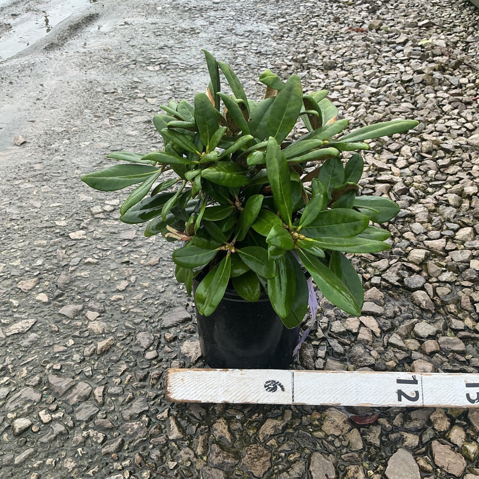 Ken Janeck Rhododendron in a #1 black nursery container, showing dense dark green evergreen foliage with new growth tips.