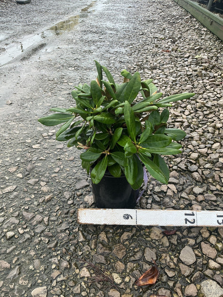 Ken Janeck Rhododendron in a #1 black nursery container, showing dense dark green evergreen foliage with new growth tips.
